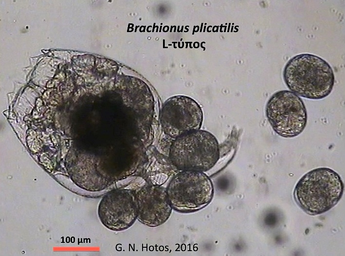 Dr G. Hotos Lab, Greece. ROTIFERS (B. plicatilis) HATCHING AND NEWBORNS