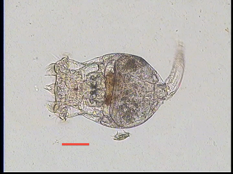 Dr G. Hotos Lab, Greece-Rotifers-Brachionus plicatilis-Egg “birth”