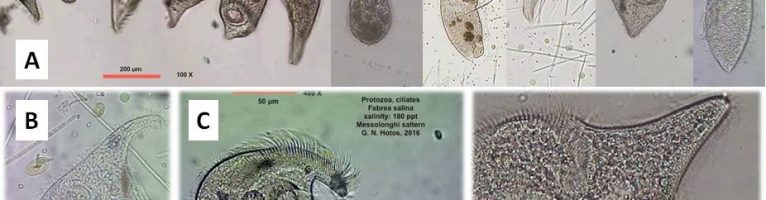 Fabrea salina Henneguy, 1890. A heterotrichous ciliate thriving in hypersalinity