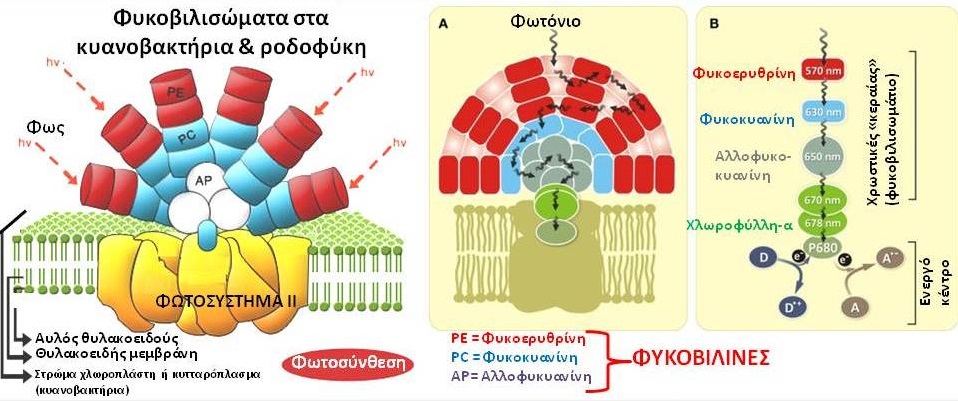 ΦΥΚΟΛΟΓΙΑ – Μέρος 3ο –   ΚΥΑΝΟΒΑΚΤΗΡΙΑ