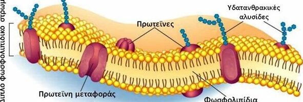 ΜΙΑ ΟΦΕΙΛΟΜΕΝΗ ΕΠΕΞΗΓΗΣΗ ΓΙΑ ΤΗΝ ΠΕΡΙ ΚΥΤΤΑΡΟΥ ΑΝΑΡΤΗΣΗ ΜΟΥ